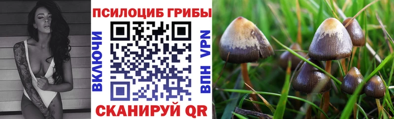 купить  цена  Лесосибирск  Псилоцибиновые грибы MAGIC MUSHROOMS 